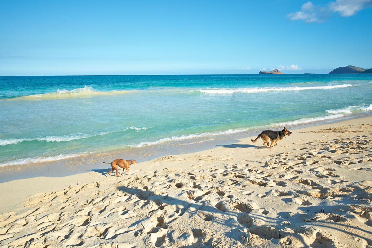 Apartamentos pet friendly